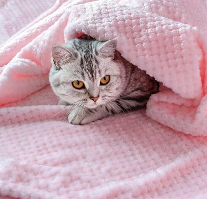 Copertina rosa per piccoli animali